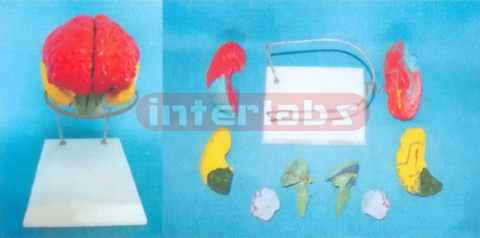 BRAIN MODEL BY COLOURED SEPARATION (8 PCS / SET) ON BASE